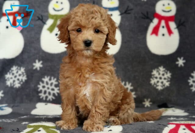 Destiny Bichpoo image