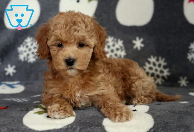 Destiny Bichpoo2 image