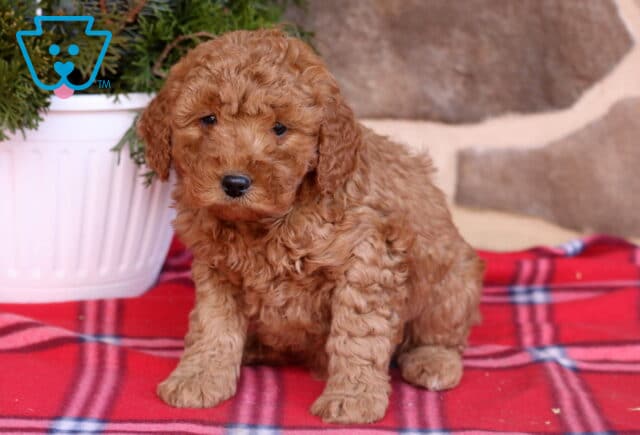 Devon Cavapoo image