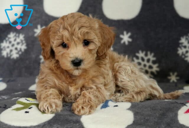 Diamond Bichpoo image