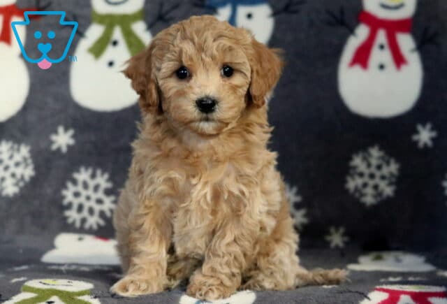 Diamond Bichpoo2 image