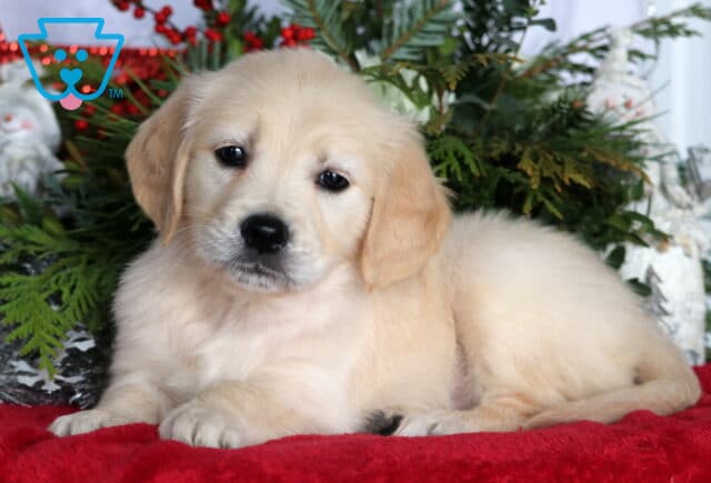 Diamond Golden image