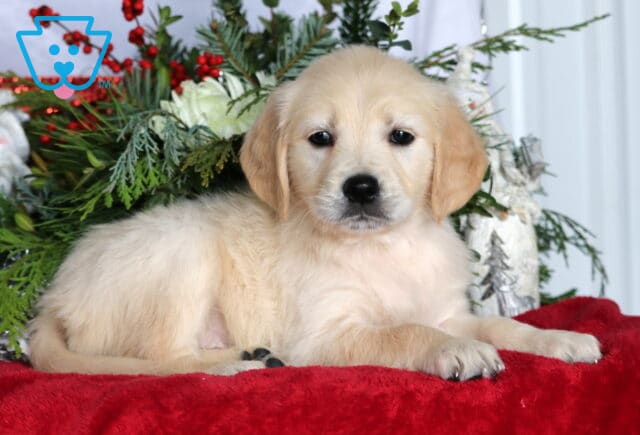 Diamond Golden2 image