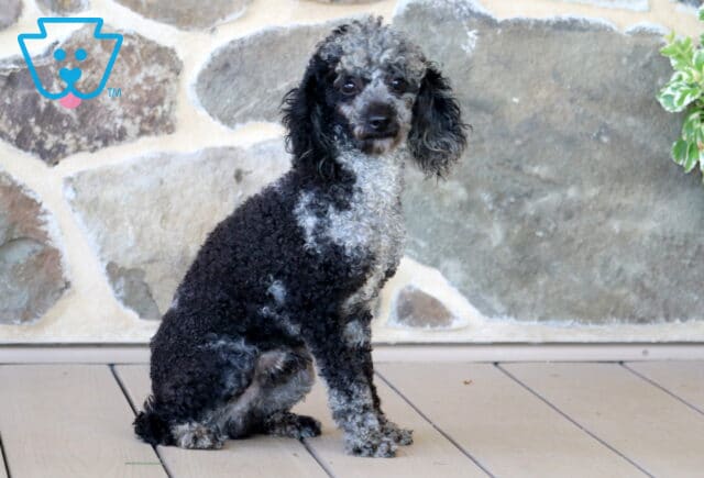 Diamond Mini Poodle Levi Glick image