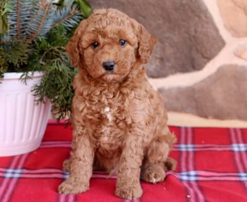 Dice Cavapoo