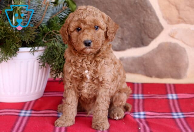 Dice Cavapoo image