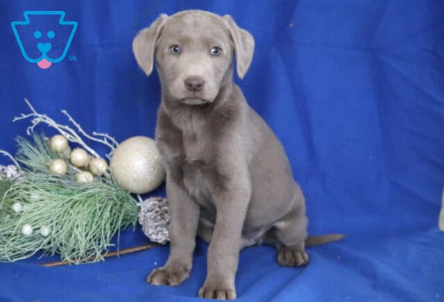 Silver Labrador Retriever puppy sitting on a blue backdrop beside festive greenery, featuring a soft gray coat, floppy ears, and light-colored eyes. image