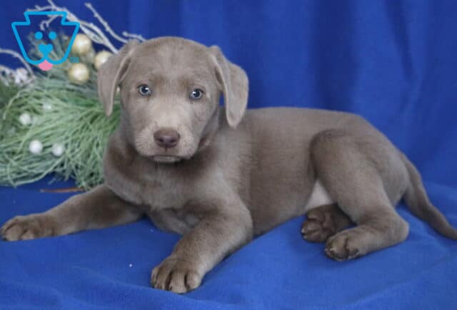 Silver Labrador Retriever puppy lying on a blue backdrop with festive greenery, showing a smooth gray coat, floppy ears, and bright light-colored eyes. image