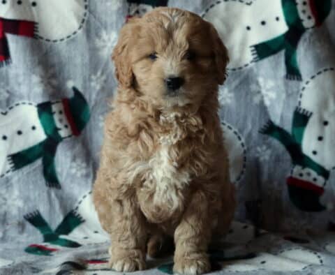 Dice Mini Goldendoodel