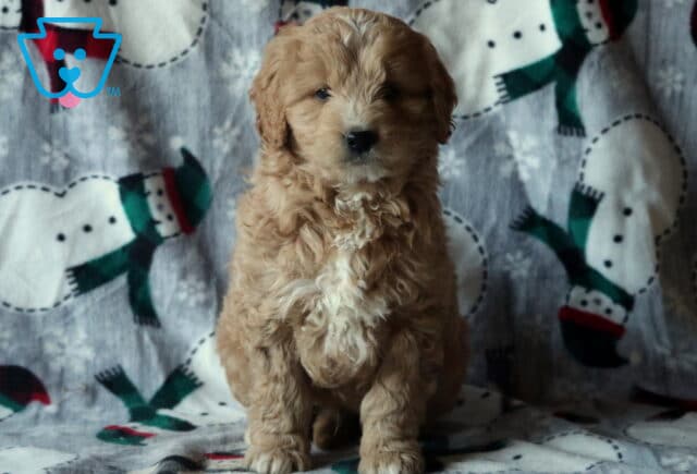 Dice Mini Goldendoodel image