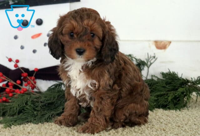 Dixie Cockapoo image