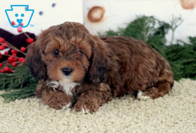 Dixie Cockapoo2 image