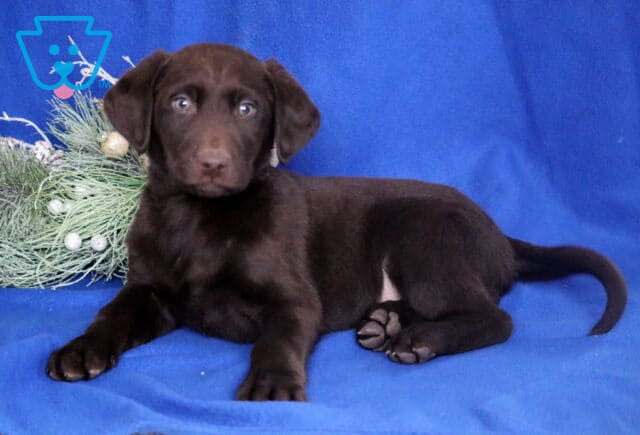 Chocolate Labrador Retriever puppy lying on a blue backdrop beside winter greenery, showing a sleek dark coat, floppy ears, and bright curious eyes. image