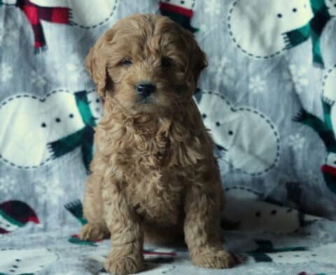Dolly Mini Goldendoodle