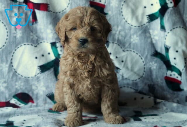 Dolly Mini Goldendoodle image