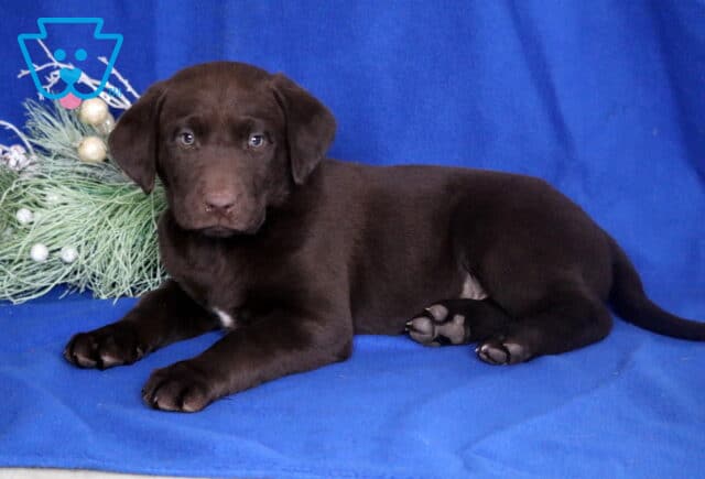 Chocolate Labrador Retriever puppy lying on a blue blanket beside decorative greenery, showing a smooth dark brown coat, floppy ears, and gentle light-colored eyes. image