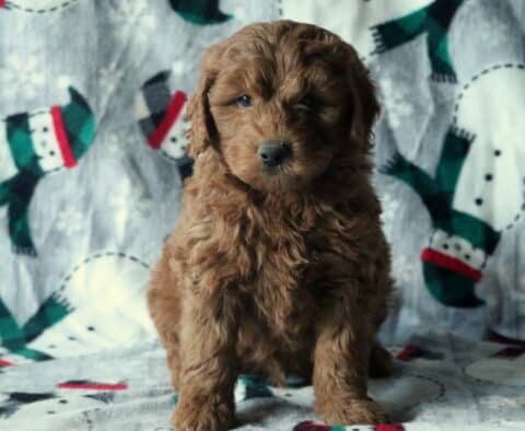 Domino Mini Goldendoodle