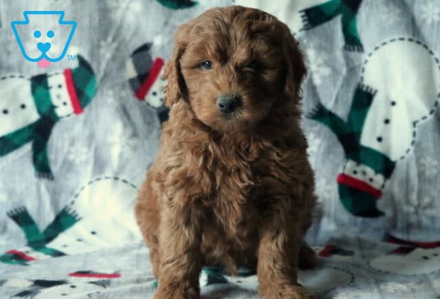 Domino Mini Goldendoodle image