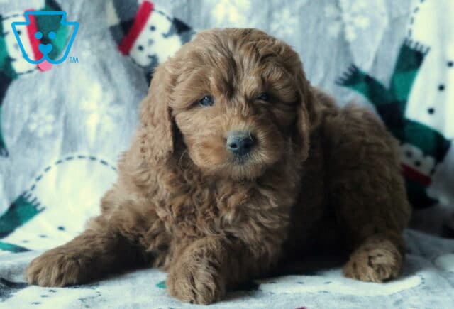 Domino Mini Goldendoodle2 image