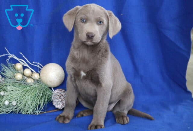 Silver Labrador Retriever puppy sitting on a blue blanket beside holiday greenery and ornaments, featuring a sleek gray coat, floppy ears, and bright light-colored eyes. image