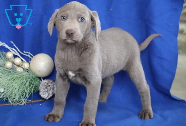 Silver Labrador Retriever puppy standing on a blue blanket with holiday greenery and ornaments, showing a smooth gray coat, floppy ears, bright light-colored eyes, and a curious expression. image