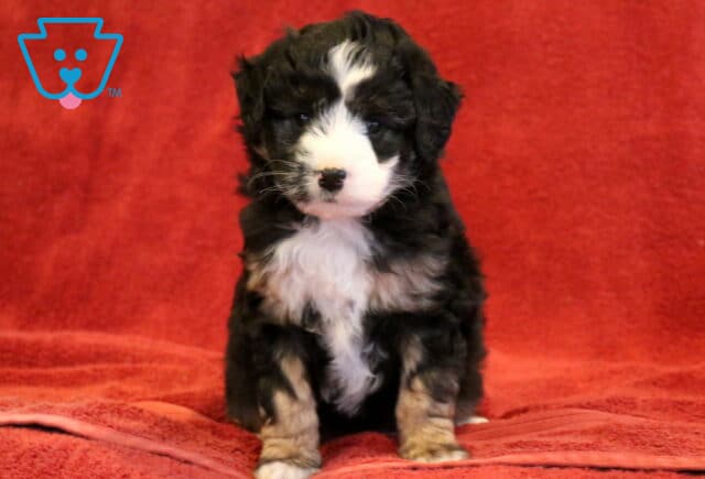 Dori Mini Aussiedoodle image