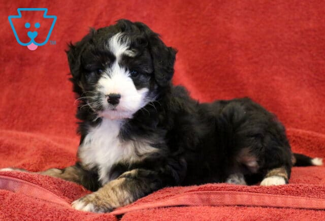 Dori Mini Aussiedoodle2 image