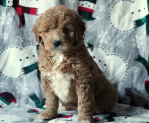 Dori Mini Goldendoodle