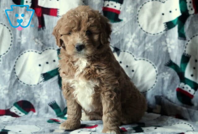 Dori Mini Goldendoodle image