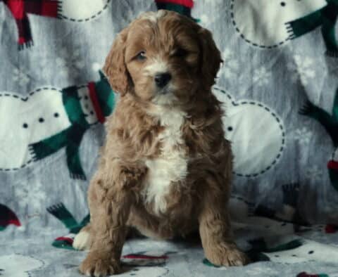 Dorothy Mini Goldendoodle