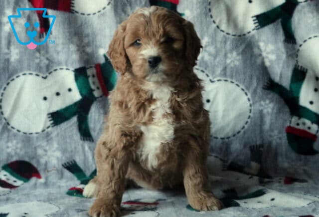 Dorothy Mini Goldendoodle image