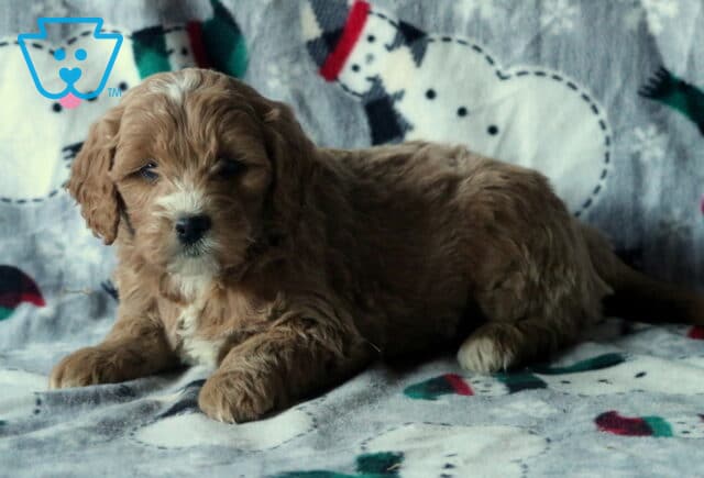 Dorothy Mini Goldendoodle2 image