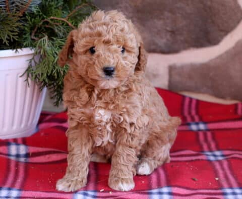 Dove Cavapoo