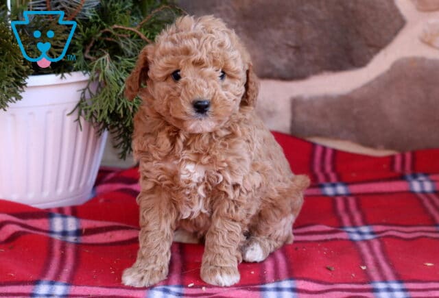Dove Cavapoo image