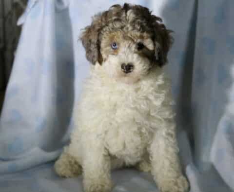 Dove Mini Poodle Retake