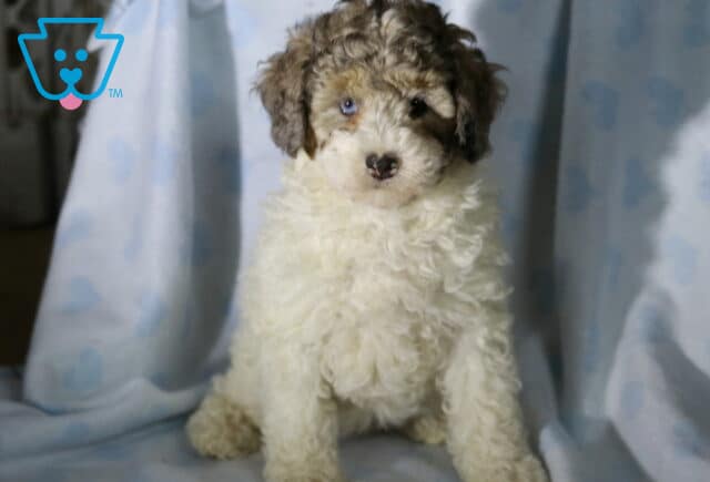 Dove Mini Poodle Retake image
