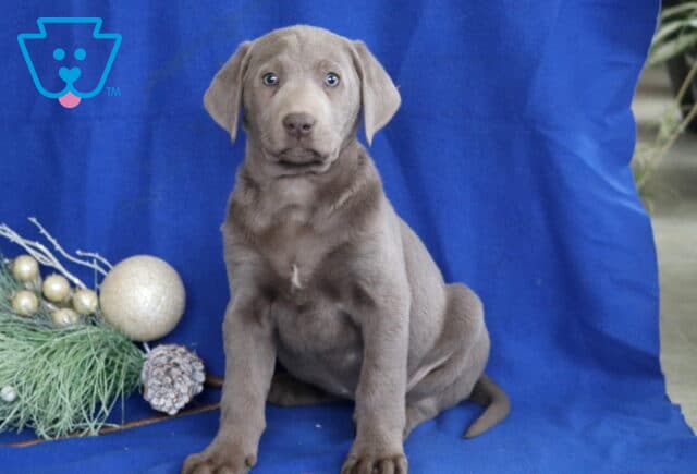 Silver Labrador Retriever puppy sitting on a blue backdrop beside holiday greenery, featuring a sleek gray coat, floppy ears, and bright light-colored eyes. image
