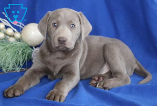 Silver Labrador Retriever puppy lying on a blue blanket with holiday greenery nearby, showing a soft gray coat, floppy ears, and gentle light-colored eyes. image