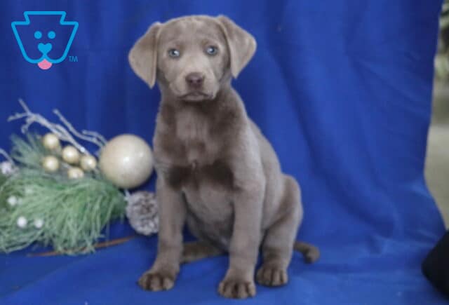 Silver Labrador Retriever puppy sitting on a blue blanket beside holiday greenery and ornaments, featuring a soft gray coat, floppy ears, light-colored eyes, and a calm, attentive expression. image