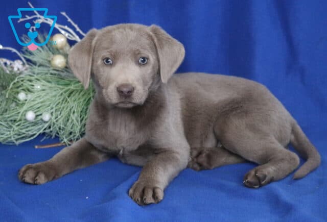 Silver Labrador Retriever puppy lying on a blue blanket beside winter greenery, showing a smooth gray coat, floppy ears, light-colored eyes, and a relaxed, gentle expression. image