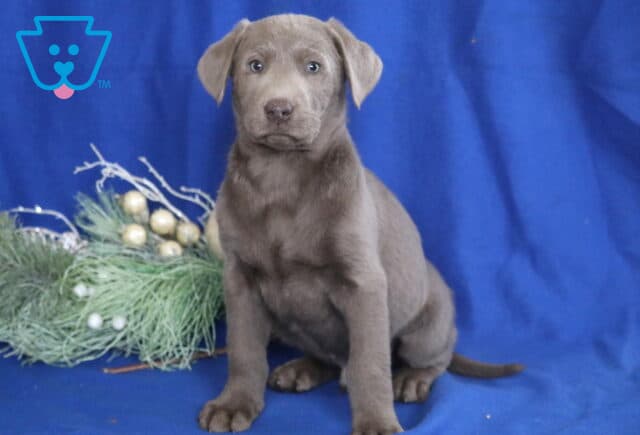 Silver Labrador Retriever puppy sitting on a blue backdrop beside festive greenery, featuring a sleek gray coat, floppy ears, and soft light-colored eyes. image