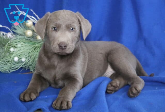 Silver Labrador Retriever puppy lying on a blue blanket with festive greenery in the background, showing a soft gray coat, floppy ears, and gentle light-colored eyes. image