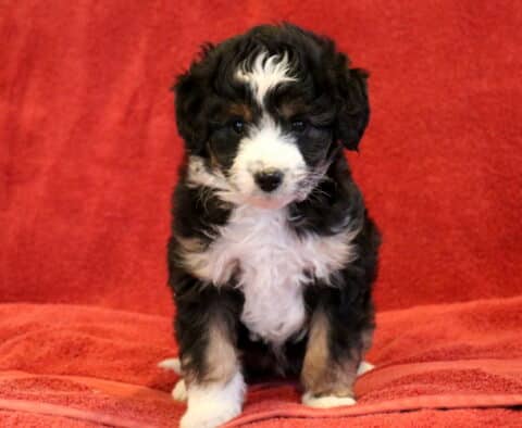 Duke Mini Aussiedoodle