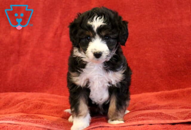 Mini Aussiedoodle puppy standing on a red blanket with a fluffy black coat, white chest and paws, and a distinct white blaze on the forehead, gazing directly at the camera. image