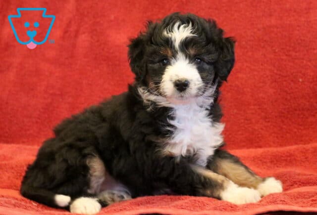 Mini Aussiedoodle puppy sitting on a red blanket with a fluffy black coat, bright white chest and paws, and a bold white blaze on the face, looking sweetly toward the camera. image