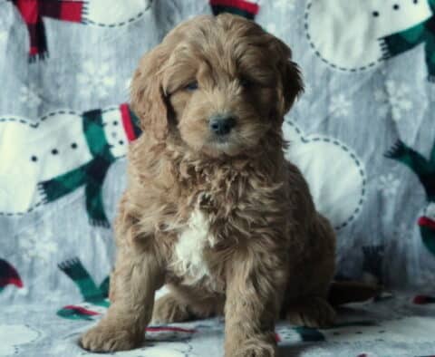 Duke Mini Goldendoodle