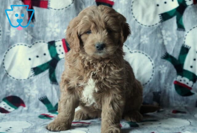 Duke Mini Goldendoodle image
