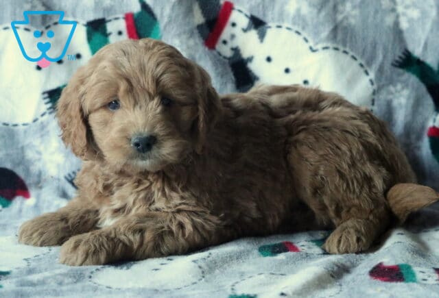 Duke Mini Goldendoodle2 image