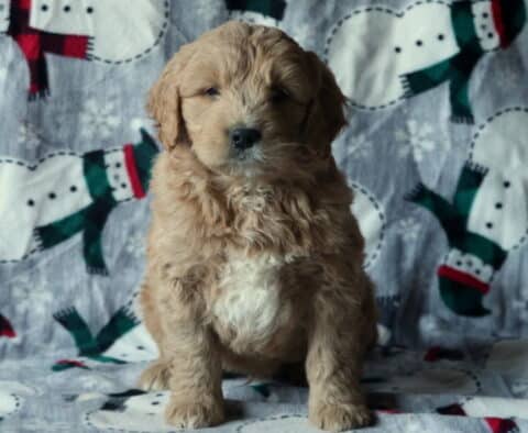 Dunkin Mini Goldendoodle