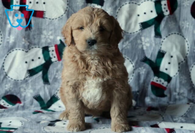 Dunkin Mini Goldendoodle image